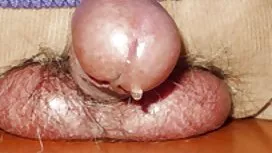 Zlatna hamster porno ...